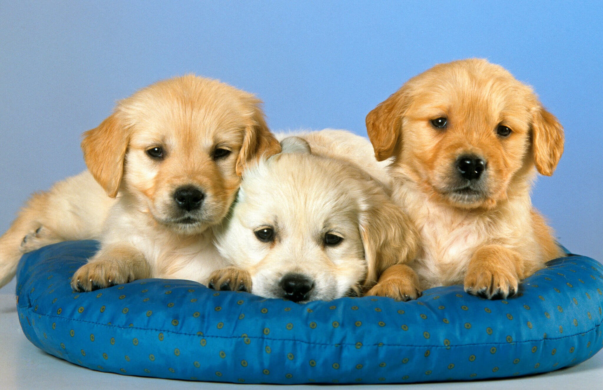 Dogs