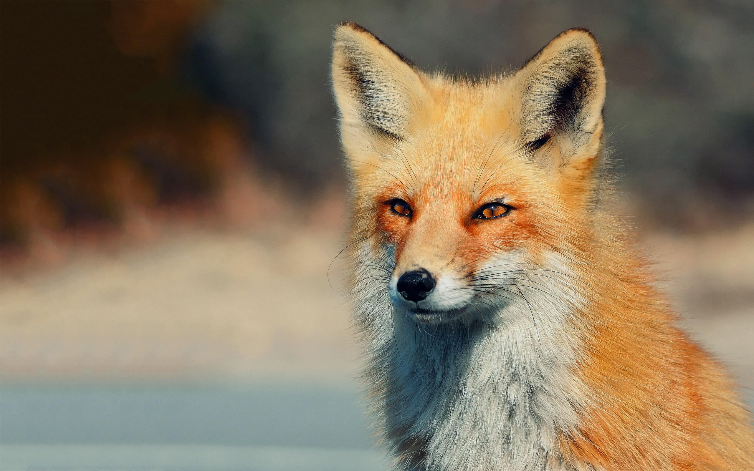 Fox