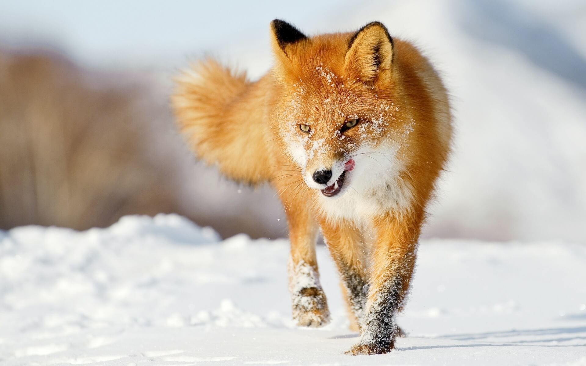 Fox