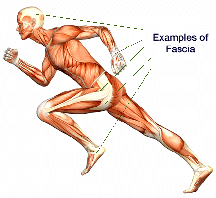 example of fascia